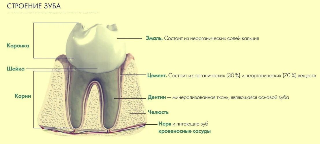 Строение зуба. Зубы анатомия. Структура зуба. Строение зуба ЕГЭ.