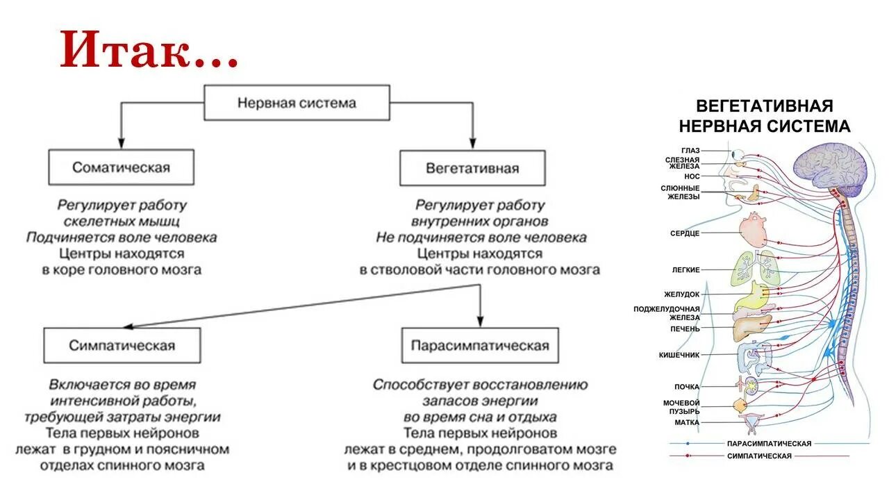 Биология соматический и вегетативный отделы нервной системы. Функции вегетативной и соматической нервной системы таблица. Таблица соматическая и вегетативная нервная система 8 класс. Вегетативная нервная система схема таблица. Вегетативная нервная система конспект