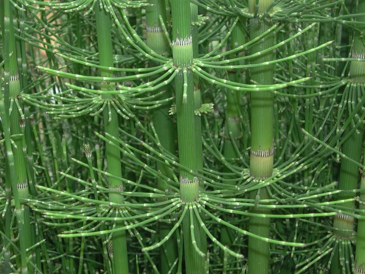 Хвощевые мхи. Хвощ многощетинковый. Хвощ гигантский Equisetum giganteum. Каламит хвощ. Equisetum hiemale хвощ зимующий.