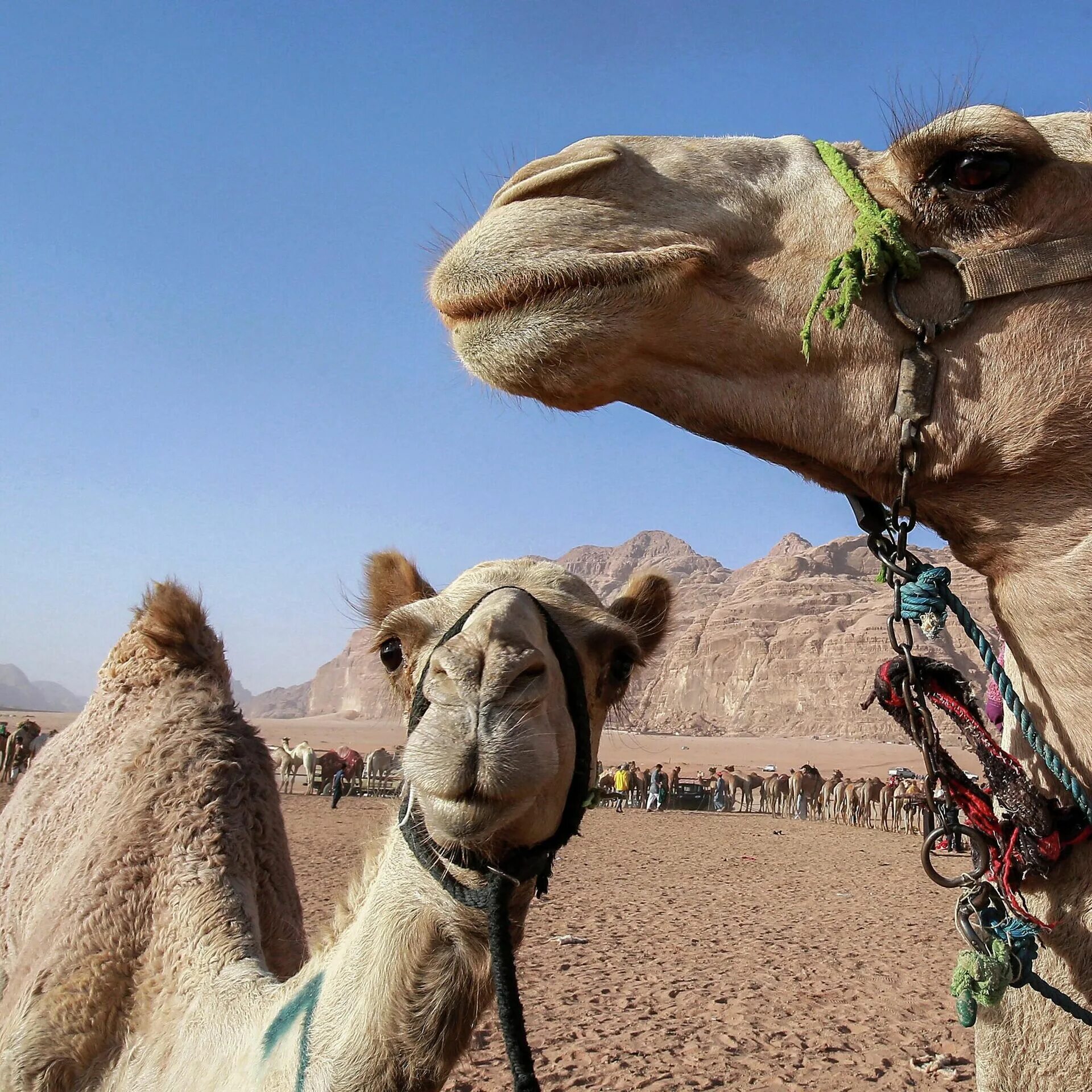 Дикий верблюд пржевальского. Калмыцкий двугорбый верблюд. Двугорбый верблюд бактриан. Двугорбый верблюд представители. Типы верблюдов.