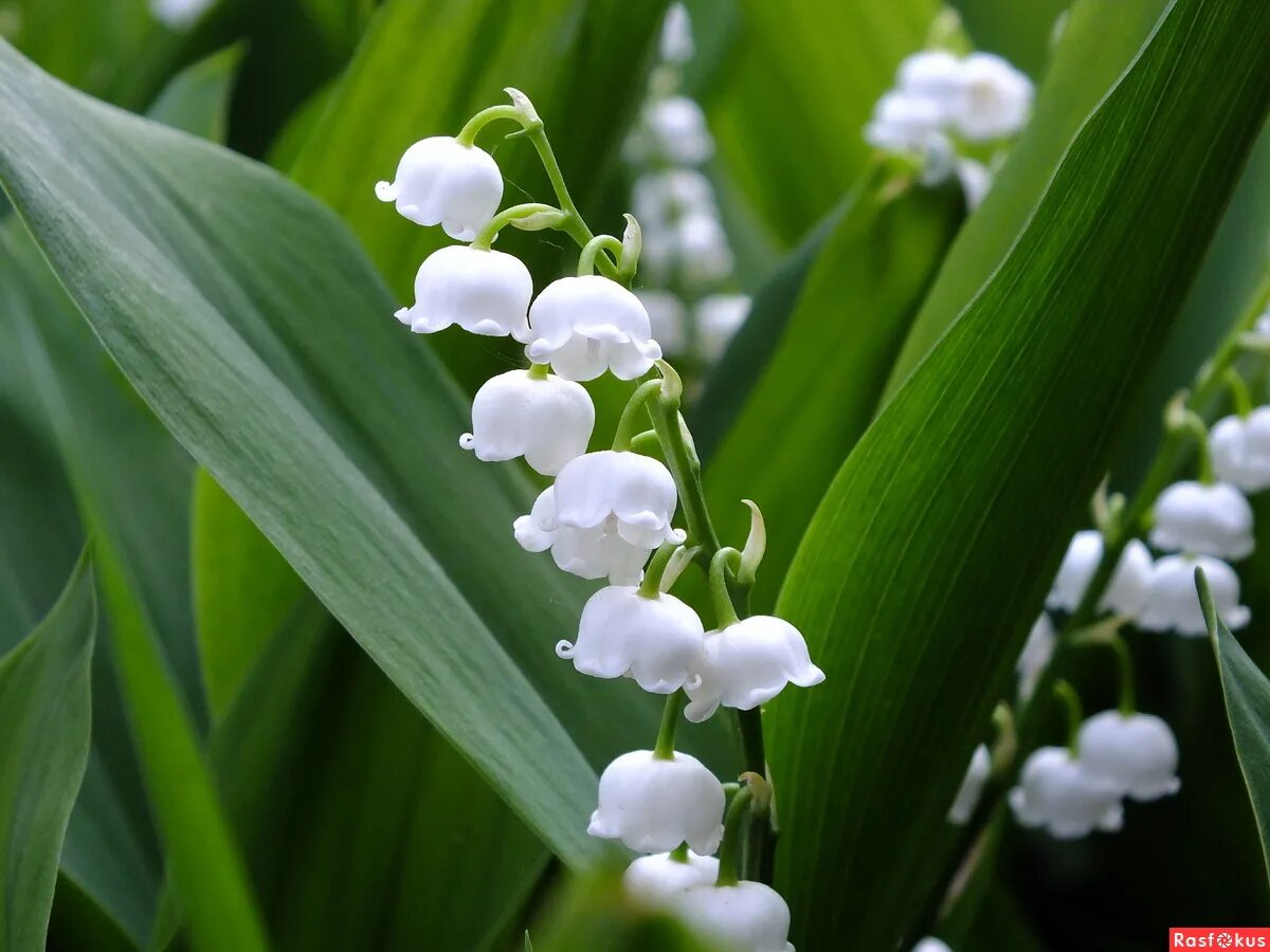 Душистые ландыши. Ароматные ландыши. Ландыши в лесу. Разноцветные ландыши. Душистые ландыши.