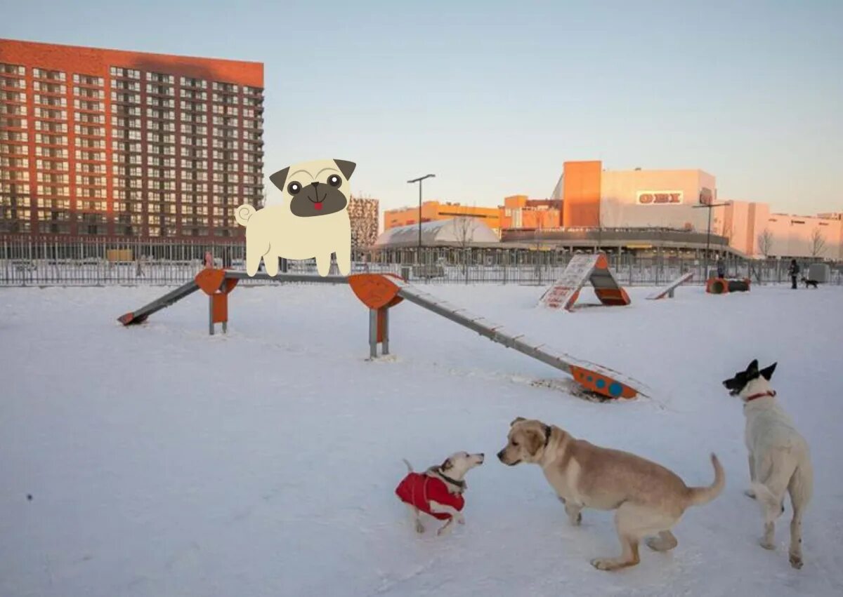 Где в москве можно с собаками. Собачья площадка Борисовские пруды. Собачьи площадки в Чебоксарах. Парк для собак Тюмень. Выгульная площадка для собак в Москве.