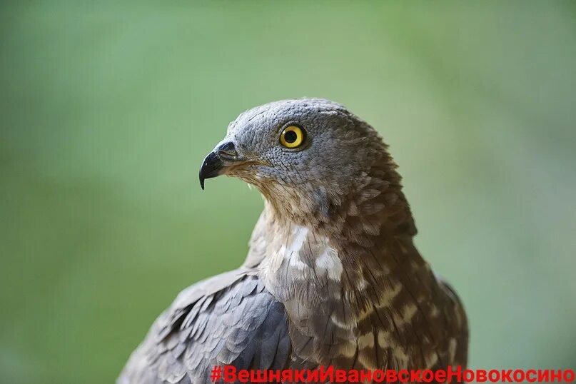 Осоед, Pernis apivorus, Август 2023. Photographer Mitin Dmitriy