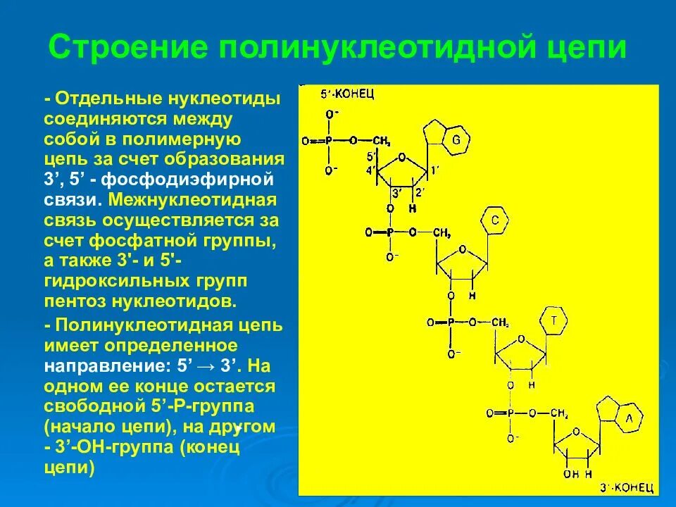 Полинуклеотидная цепь связи. Структура полинуклеотидной цепи. Строение нуклеотидов и полинуклеотидов. Строение полинуклеотидной цепи. Строение полинуклеотидной цепи РНК.