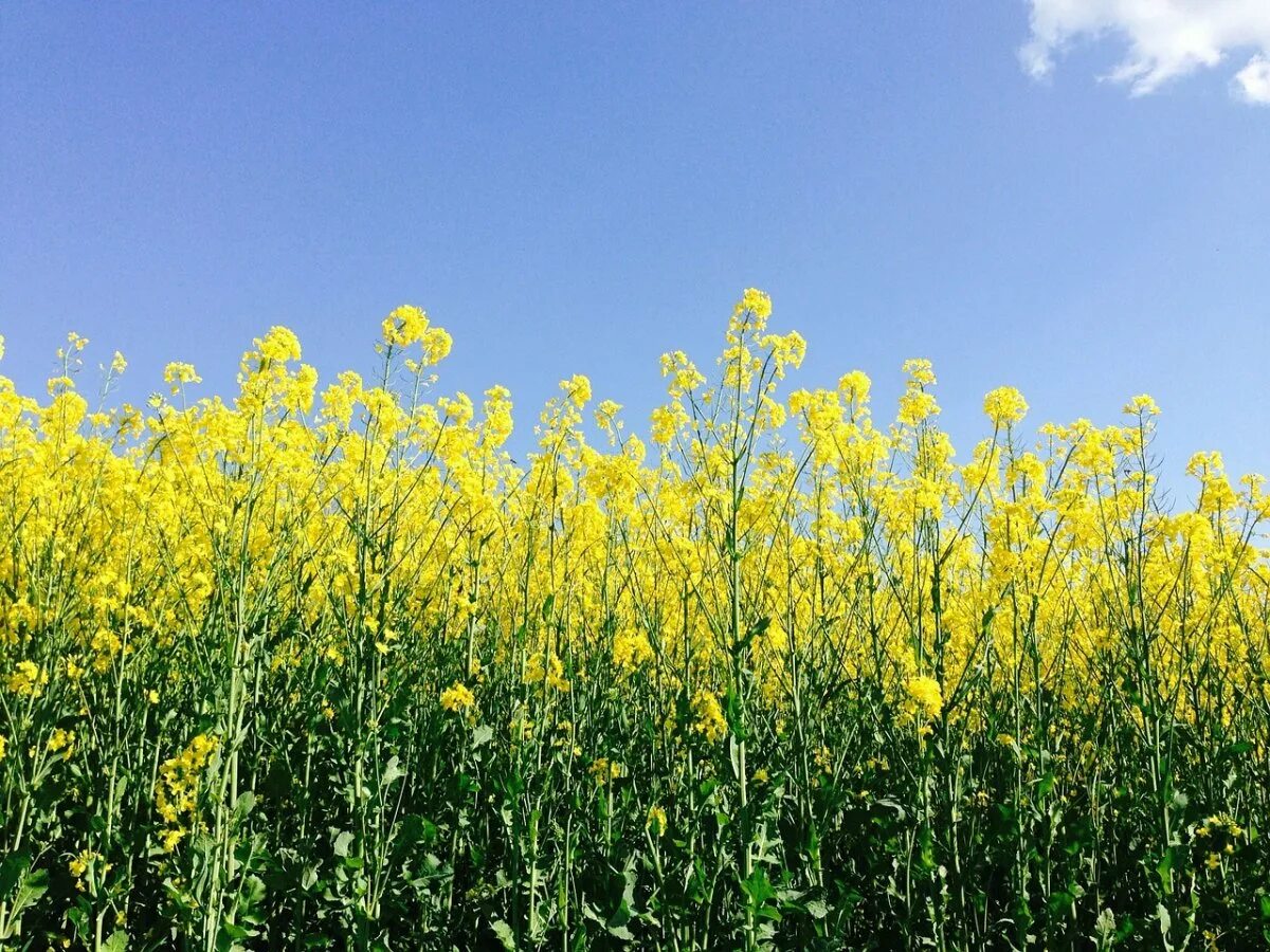 Рапс (brassica napus var. Жёлтая трава на полях. Рапс полевой желтый. Рапс (brassica napus var. Желтое поле какая культура.