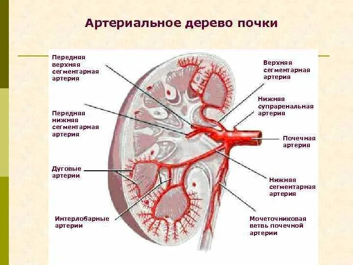 Сегменты правой почки. Строение почки сегменты. строение почечных артерий. правая почечная артерия анатомия. артерии кровоснабжающие почки.