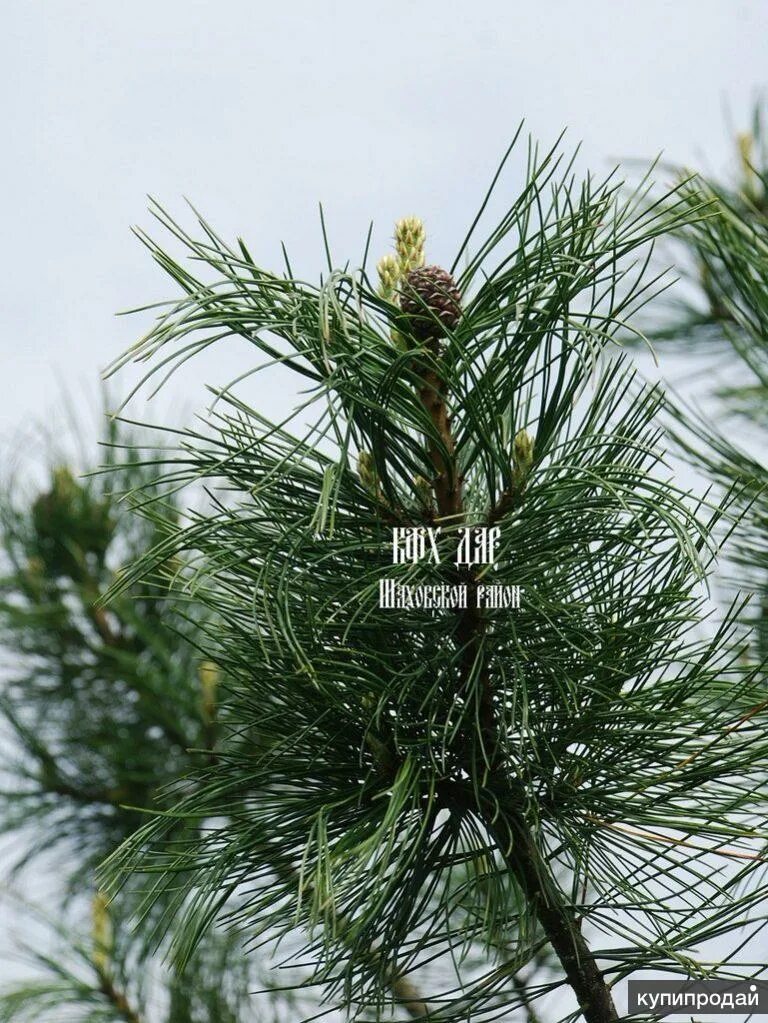 Добыча живицы. Кедр сибирский pinus sibirica 140-160. Сосна кедровая глаука. Кедровой 70. Сосна кедровая сибирская сеянцы.