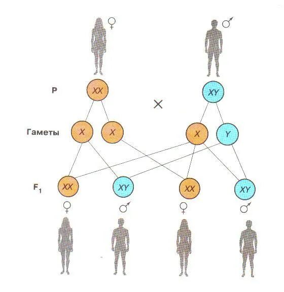 Генетика пола и наследование. Генетическая схема наследования пола человека. Схема генетика пола. Наследование признаков. Схема хромосомного механизма наследования пола у человека. Генетические механизмы формирования пола.