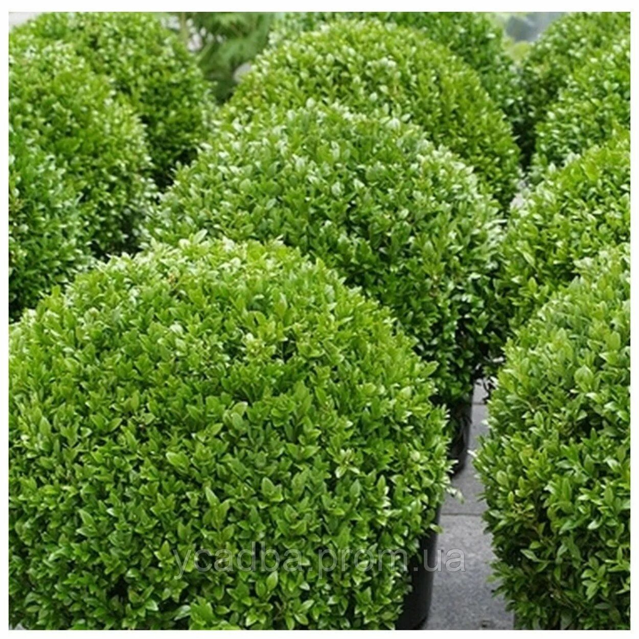 Самшит вечнозеленый купить фото и описание. Buxus sempervirens самшит. Самшит вечнозеленый Buxus sempervirens семена. Самшит — Buxus colchica. Самшит marginata.