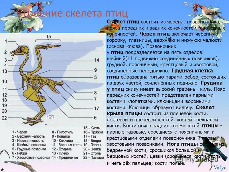 Скелет свободных конечностей птиц