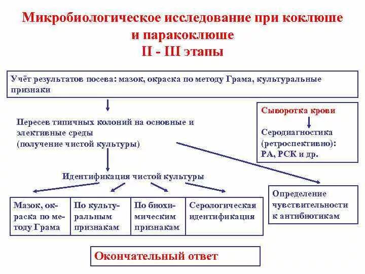 Коклюш бактериальная. Схема лабораторной диагностики коклюша. Микробиологическое исследование при коклюше и паракоклюше. Микробиологическая диагностика коклюша схема. Методы диагностики коклюша и паракоклюша.