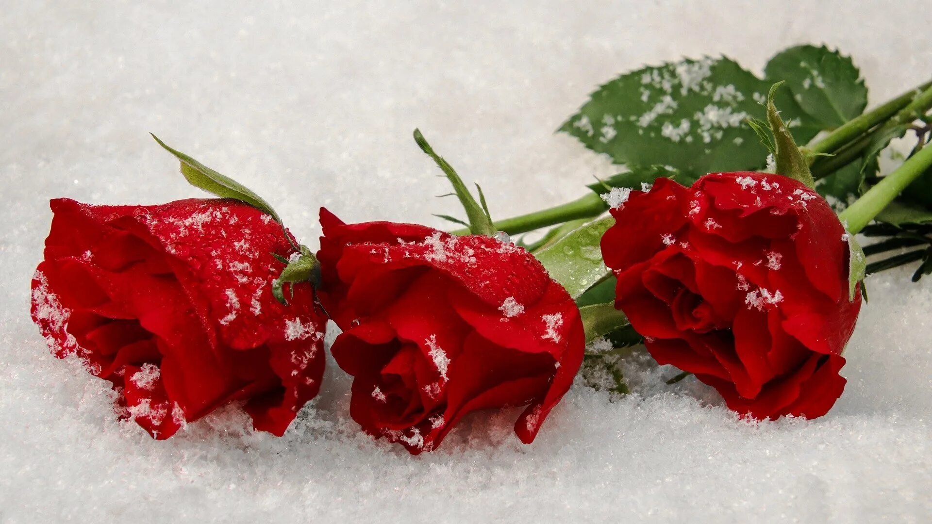 Красные цветы зимние розы. Розы на снегу. Красивые розы на снегу. Красная роза на снегу. Букет роз на снегу.