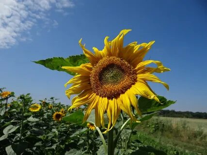 Sunflower plant