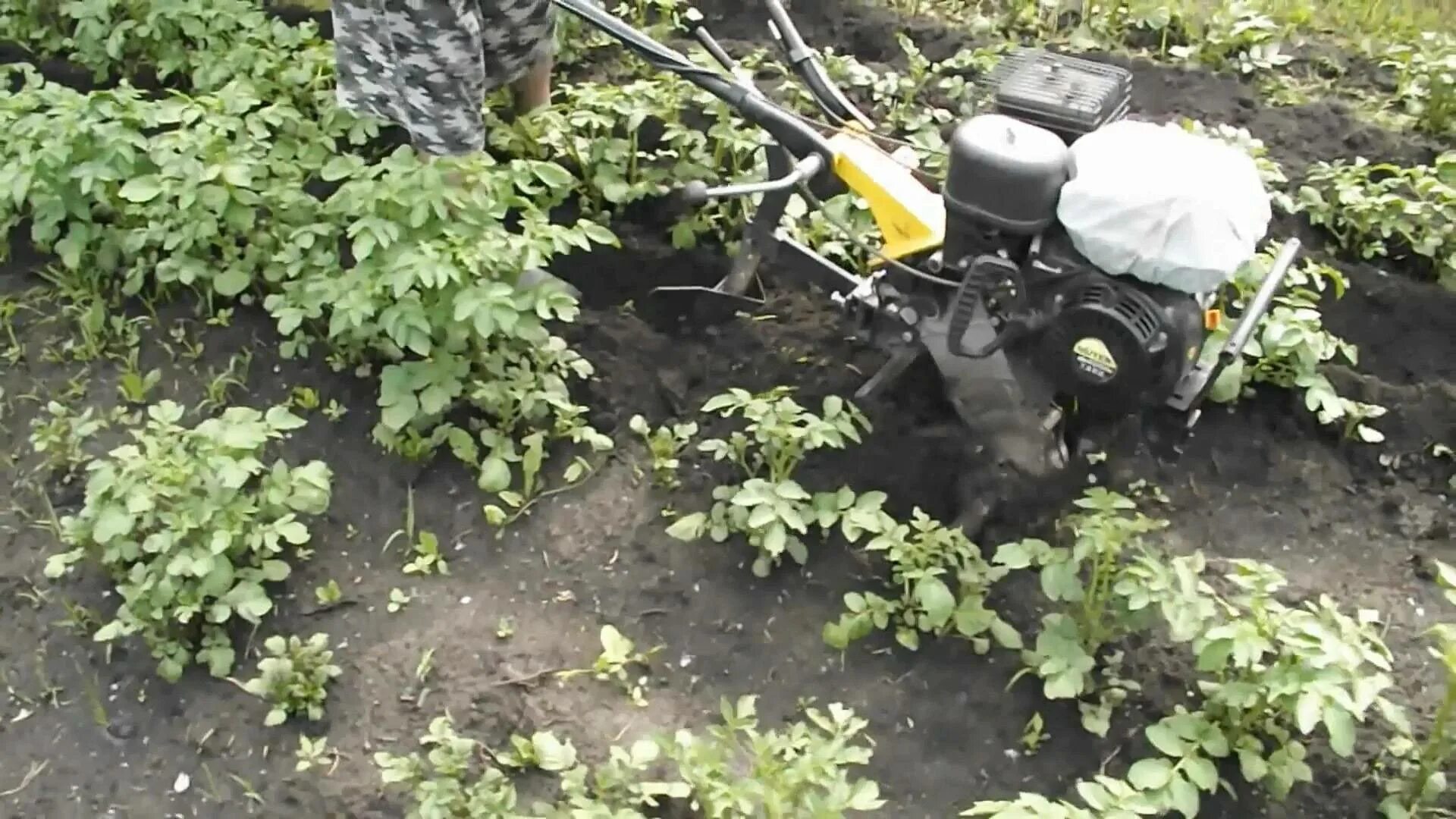 Посадка картофеля мотоблоком нива с окучником. Окучивание картошки мотоблоком ока. Перепашка мотоблоком картошку. Культиватор техас 650 окучить картошку одинарный окучник. Окучивание картофеля мотоблоком с окучником.