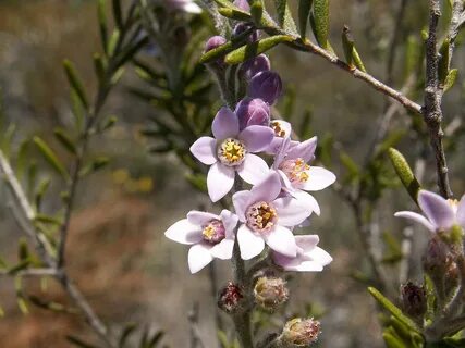 Кустарник семейства рутовых 6