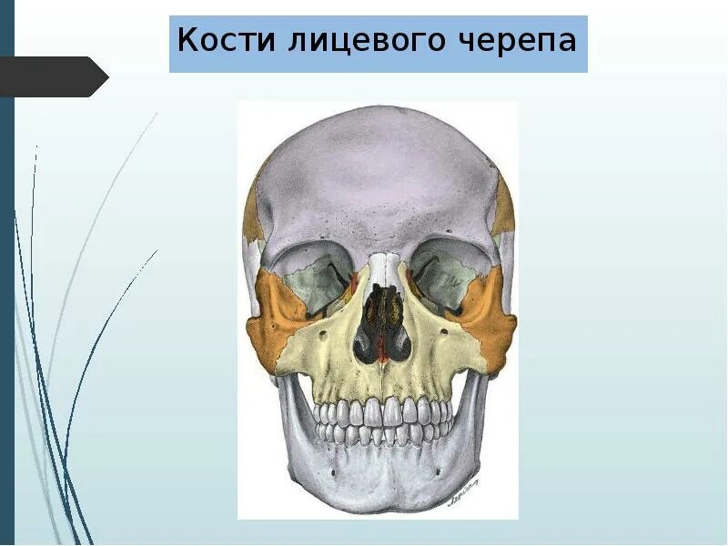 Полости в костях черепа. Лицевой отдел черепа кости сошник. Скелет головы человека сошник. Анатомия костей лицевого отдела черепа. Сошник кость черепа анатомия.