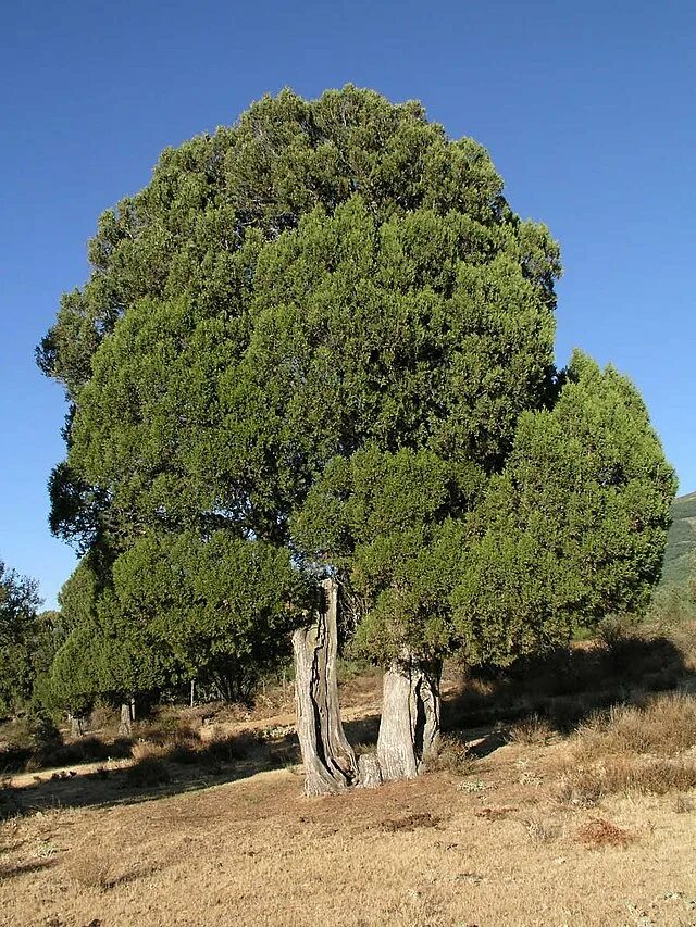 Juniperus seravschanica Kom. Можжевельник зеравшанский - Planta Medica