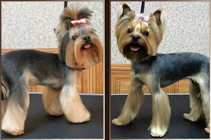 пэт стрижки йорка. груминг йорка. стрижка лап у йорка. лапы клеш стрижка йорка. стрижка лап йоркширского терьера.