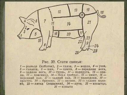 Туловище свиньи
