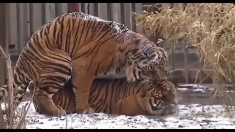Между животными спаривания