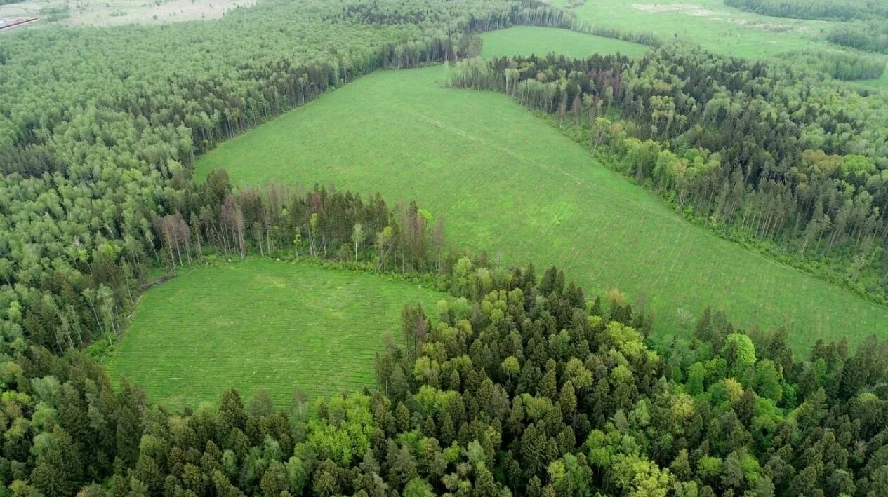 Муромский заказник владимирской области. Московское учебно-опытное лесничество. Земли лесного фонда рф. Лесной фонд тверской области. Земли лесного фонда россии.