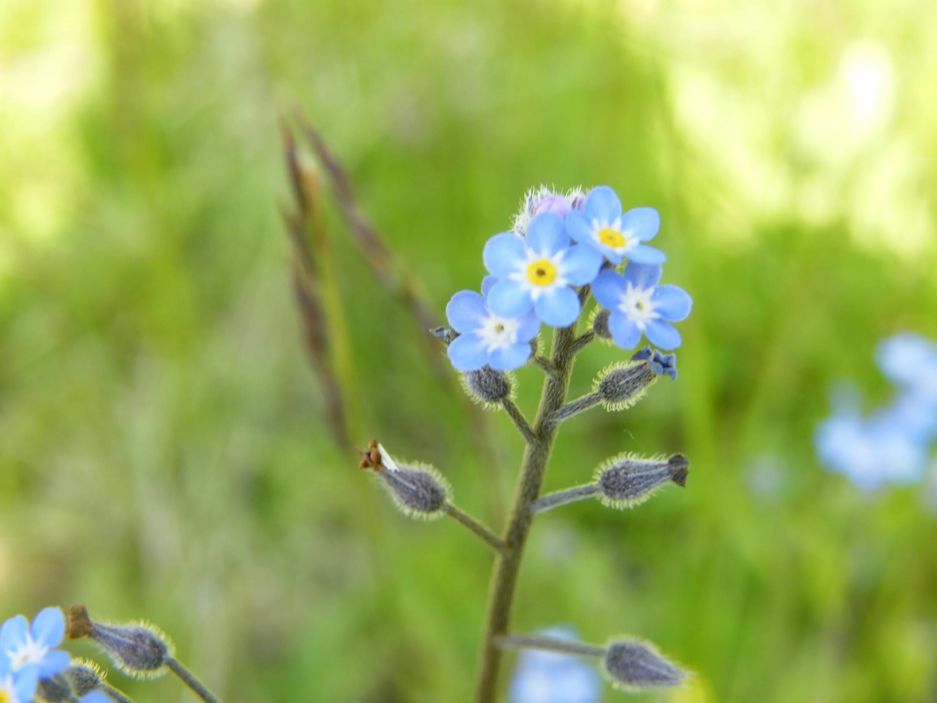 Штраф за незабудку. Незабудка редкоцветная. Незабудка Полевая (Myosotis arvensis). Незабудка Болотная стебель. Незабудка Балтийская.