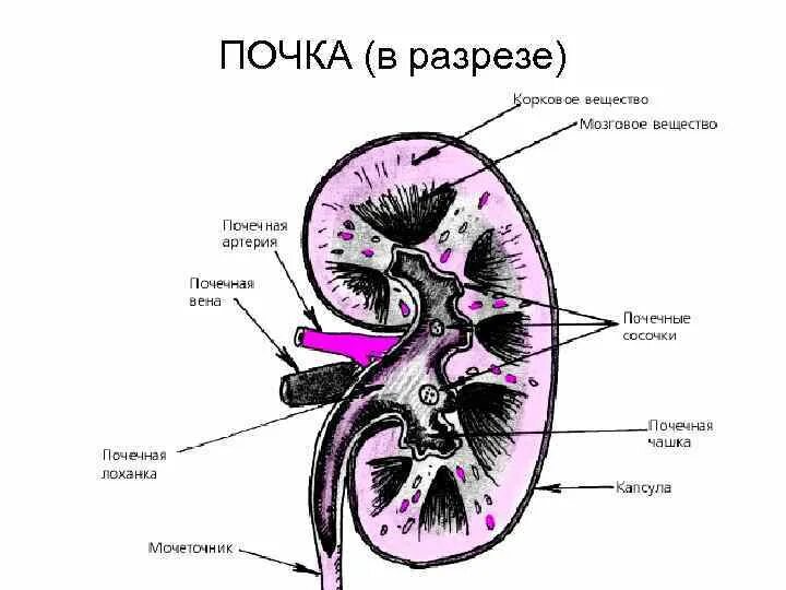 Ое вещество. Строение почки поперечный разрез. Строение почки продольный разрез. Фронтальный разрез почки анатомия. Почка в разрезе анатомия рисунок.