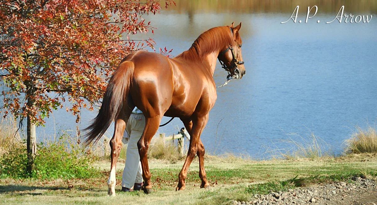 стремительный гнедой рысак. лошадь в чаще. лошадка фыркает в поле слушать. андалузская лошадь гнедая. лошадь в чаще.