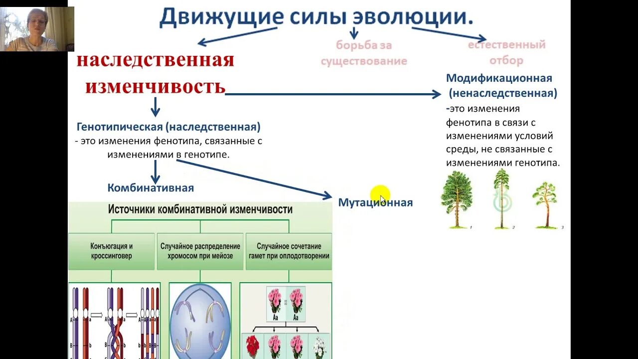 Эволюция наследственная изменчивость борьба за существование. Движущие силы эволюции в природе. Движущие силы биологической эволюции. Факторы и движущие силы эволюции по Дарвину. Считал борьбу за существование движущей силой