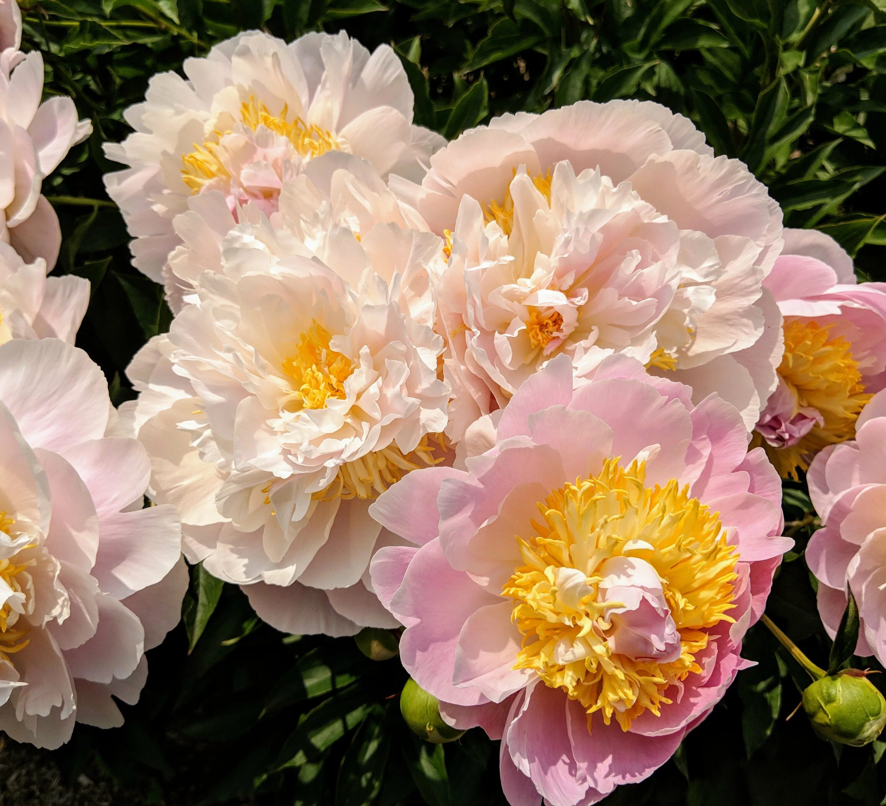 Paeonia 'Blush Queen' (Herbaceous Peony) Flower arrangements, Beautiful flowers,
