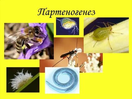 Без оплодотворения