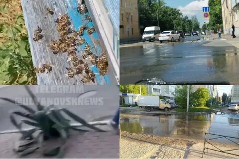 Пчелы ульяновская область