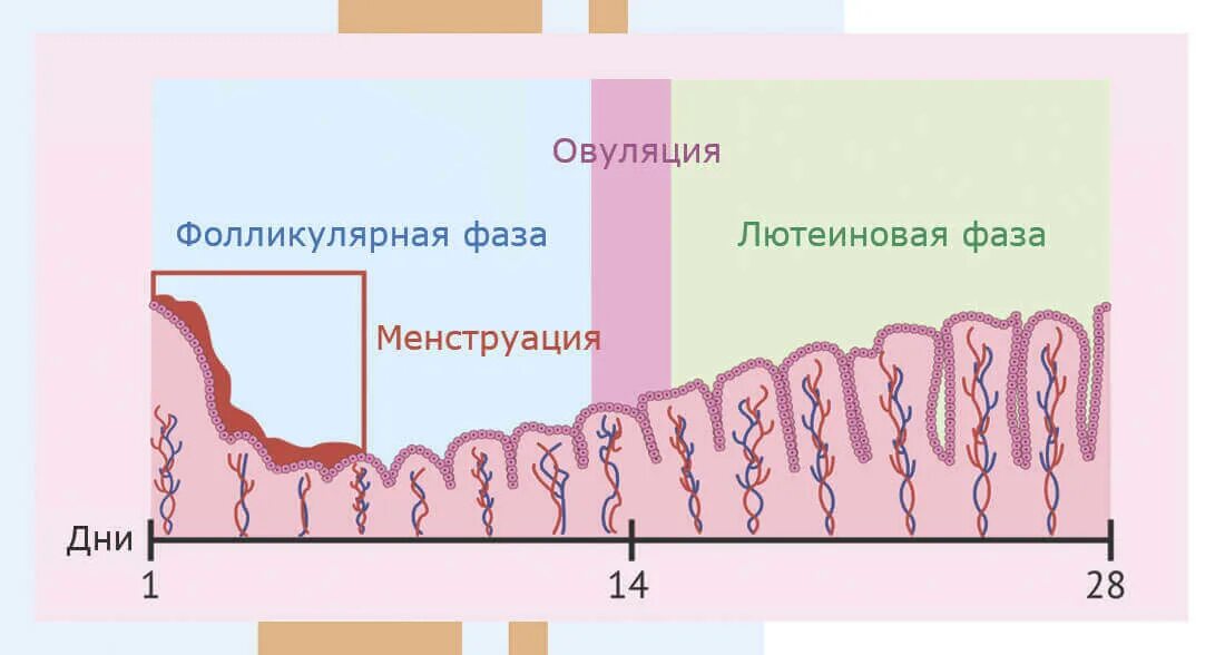 Фолликулярная фаза цикла. Изменения эндометрия по фазам цикла. Эндометрий фазы цикла. Фазы эндометрия по дням цикла. Тонкое эндометрия отзывы