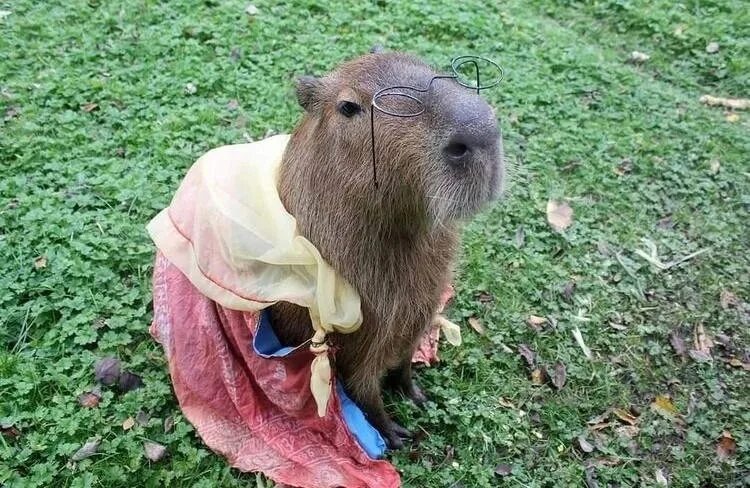 And when she threw it back to this adorable onesie pic. Capybara, Cute baby anim