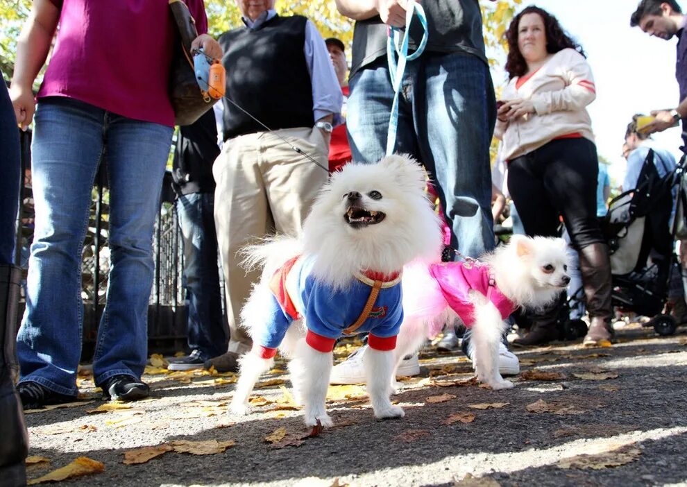 Парад собак на Хэллоуин в Томпкинс-сквер. Костюмированный парад собак. Парад костюмов для собак. Собака Нью Йорк. Пес парад