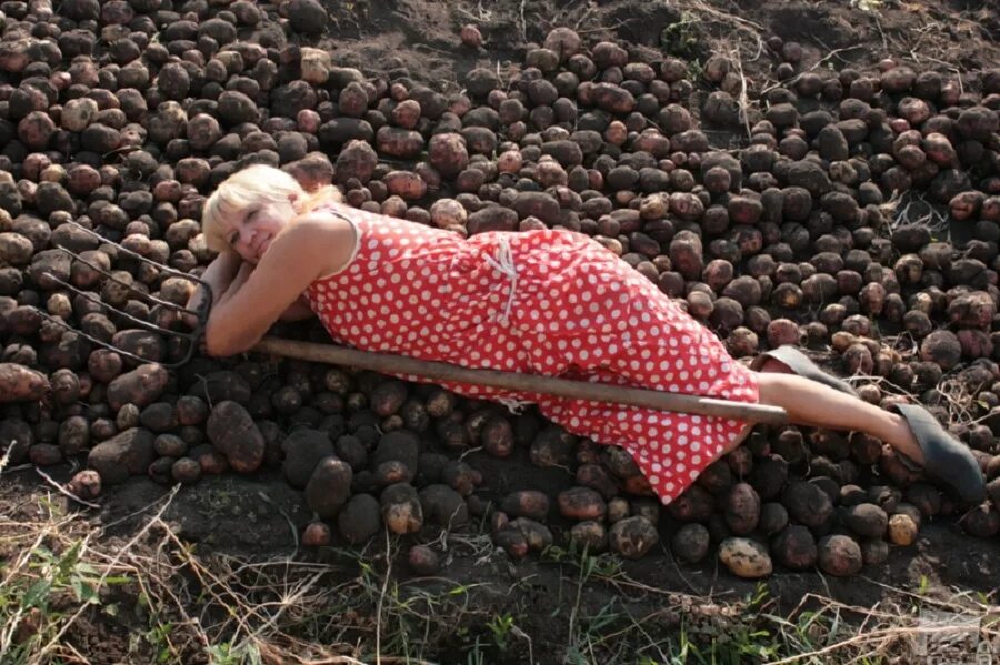 Устала на даче. Копают картошку на даче. Женщина копает картошку. Женщина на грядке. Девушка в огороде устала.
