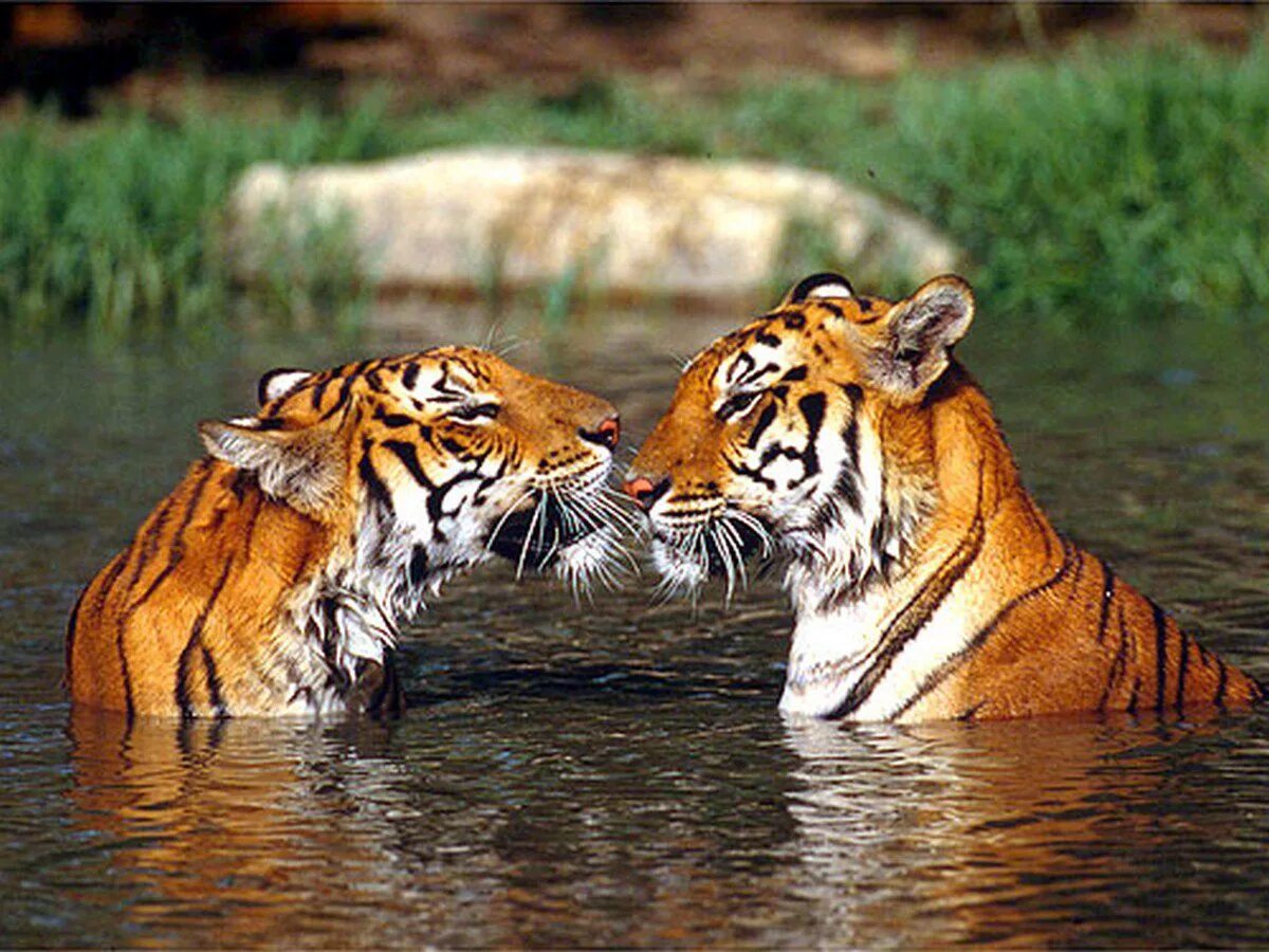 Тигр. Тигрица. Тигр и тигрица. Тигры пара. Общение в мире животных