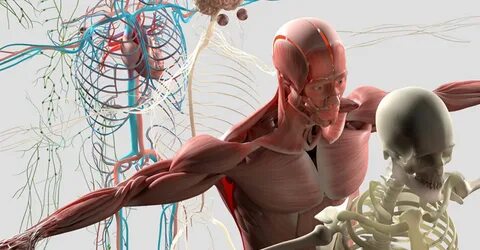Anatomy teenwxve