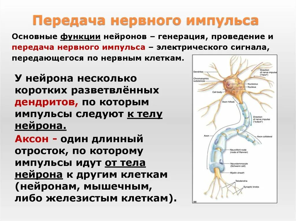 Короткие сильно ветвящиеся отростки. Передача импульса от нейрона к нейрону. Передача немного ИИМПУЛЬСА. Строение и функции нервной системы. Пердачанервного импульса.