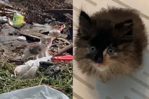 Девушка спасла кота