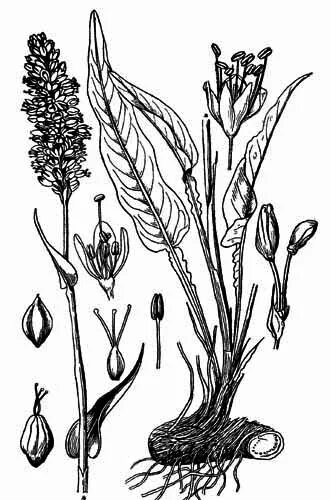 File:Bistorta officinalis Sturm61 DESC.JPG - Wikipedia