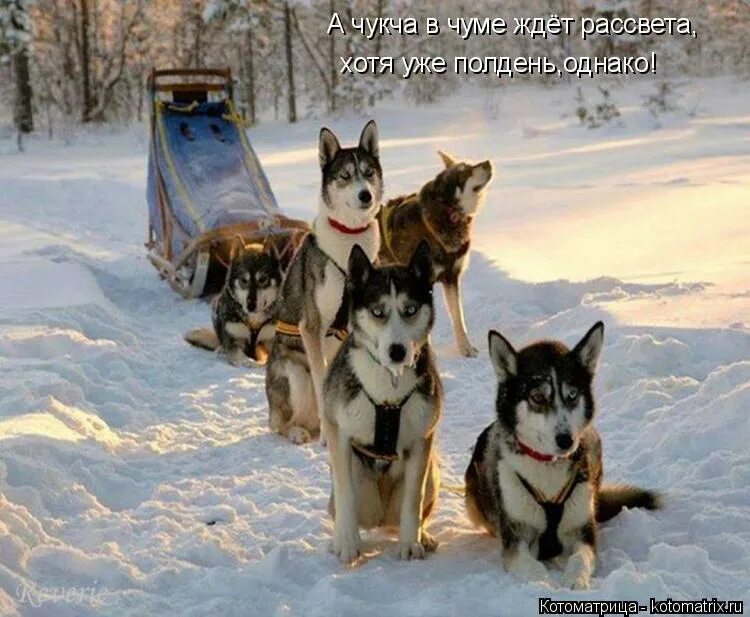 чукча в чуме ждет рассвета песня. чукча в чуме ждет рассвета а рассвета. чукча в чуме ждет рассвета песня слушать. чукча в чуме ждет. чукча в чуме ждет рассвета.