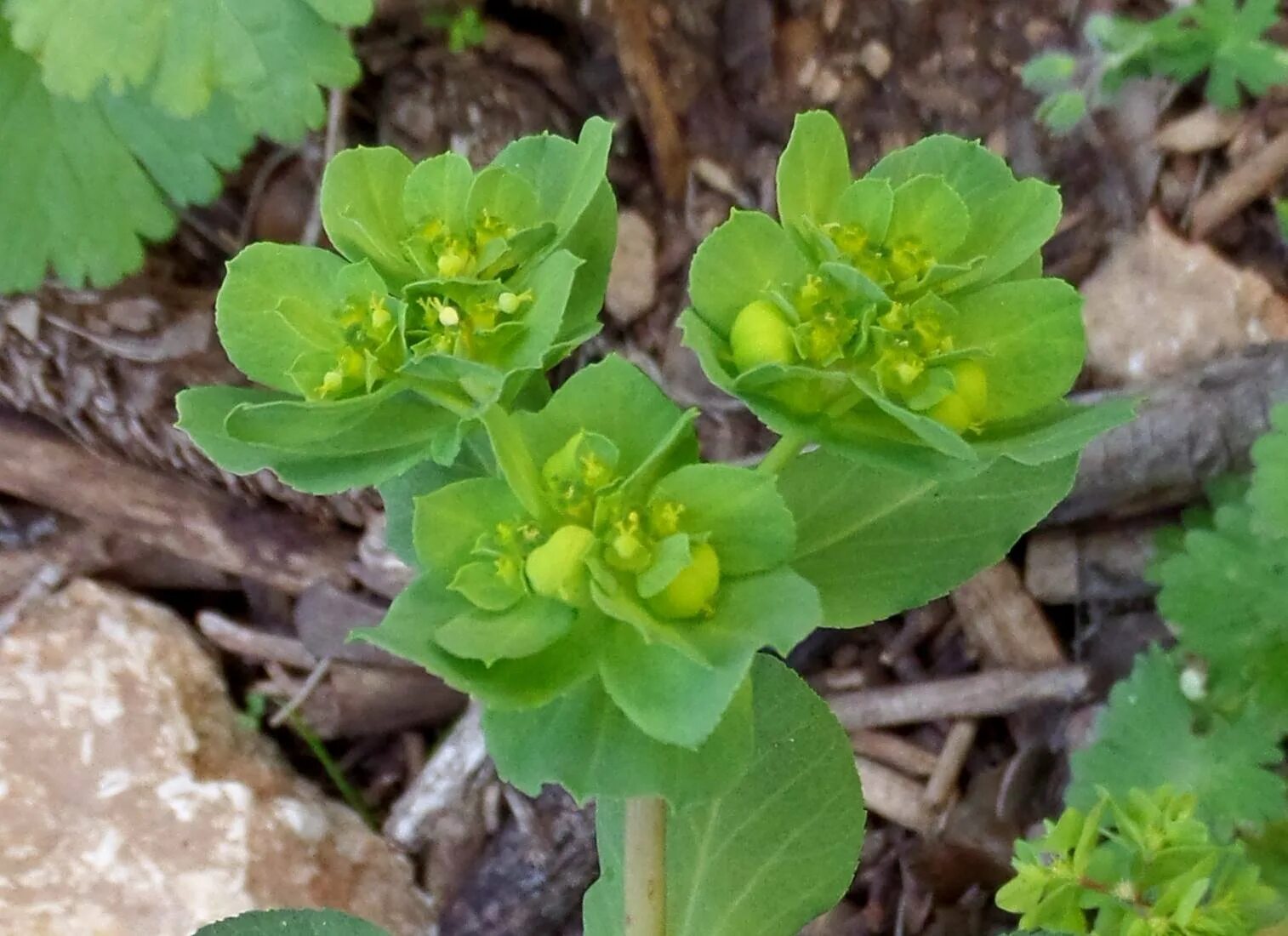 Сорняк молочай. Euphorbia helioscopia молочай солнцегляд. Молочай Вальдштейна (Euphorbia waldsteinii. Молочай солнцегляд (Euphorbia helioscopia l.). Молочай Жигулёвский (Euphorbia zhiguliensis).