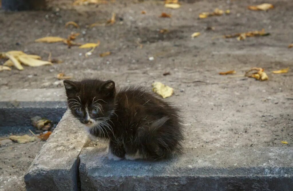 Уличные котята. Бездомный кот. Брошенный котенок. Котенок на улице. Жалкий н