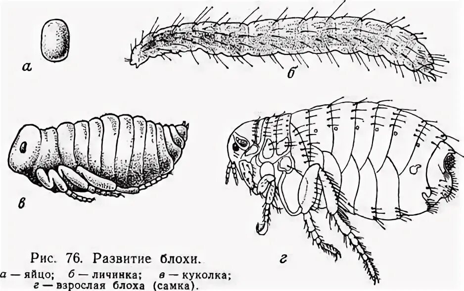 Какой тип метаморфоза характерен для человеческой блохи. Блоха человеческая самка строение. Человеческая блоха pulex irritans. Копулятивный аппарат блохи самец. Строение блохи человеческой pulex irritans.