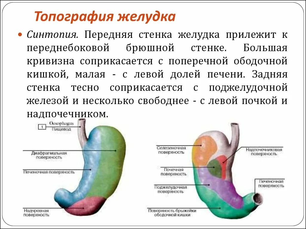 Картинки СТРОЕНИЕ СТЕНКИ ПИЩЕВАРИТЕЛЬНОГО КАНАЛА