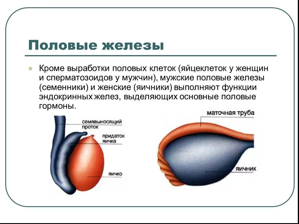 Половые гормоны функции строение. Половые железы строение и функции кратко. Половые железы гормоны и функции. Половые железы семенники функция гормона.