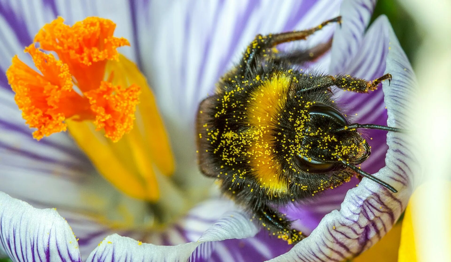 Шмель. Пчела на цветке. Шмель на цветке. Шмель фото. Нектар и пыльца цветов