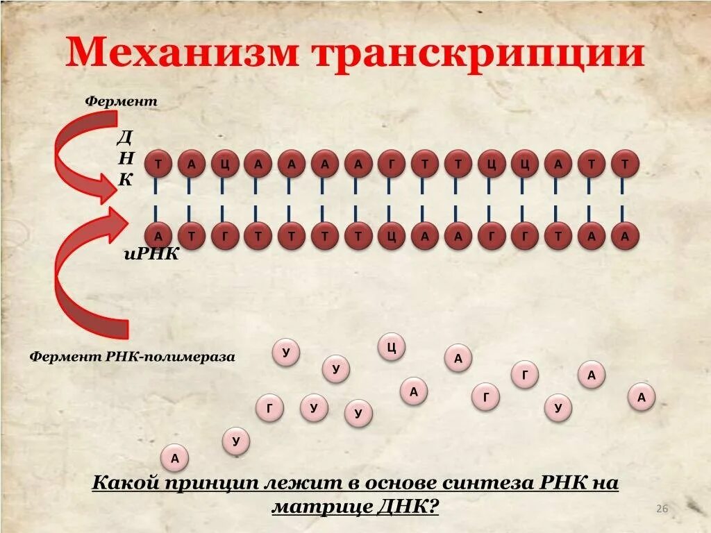 ДНК Синтез белка. Механизм транскрипции. Синтез РНК (транскрипция ДНК).. Схема процесса транскрипции.