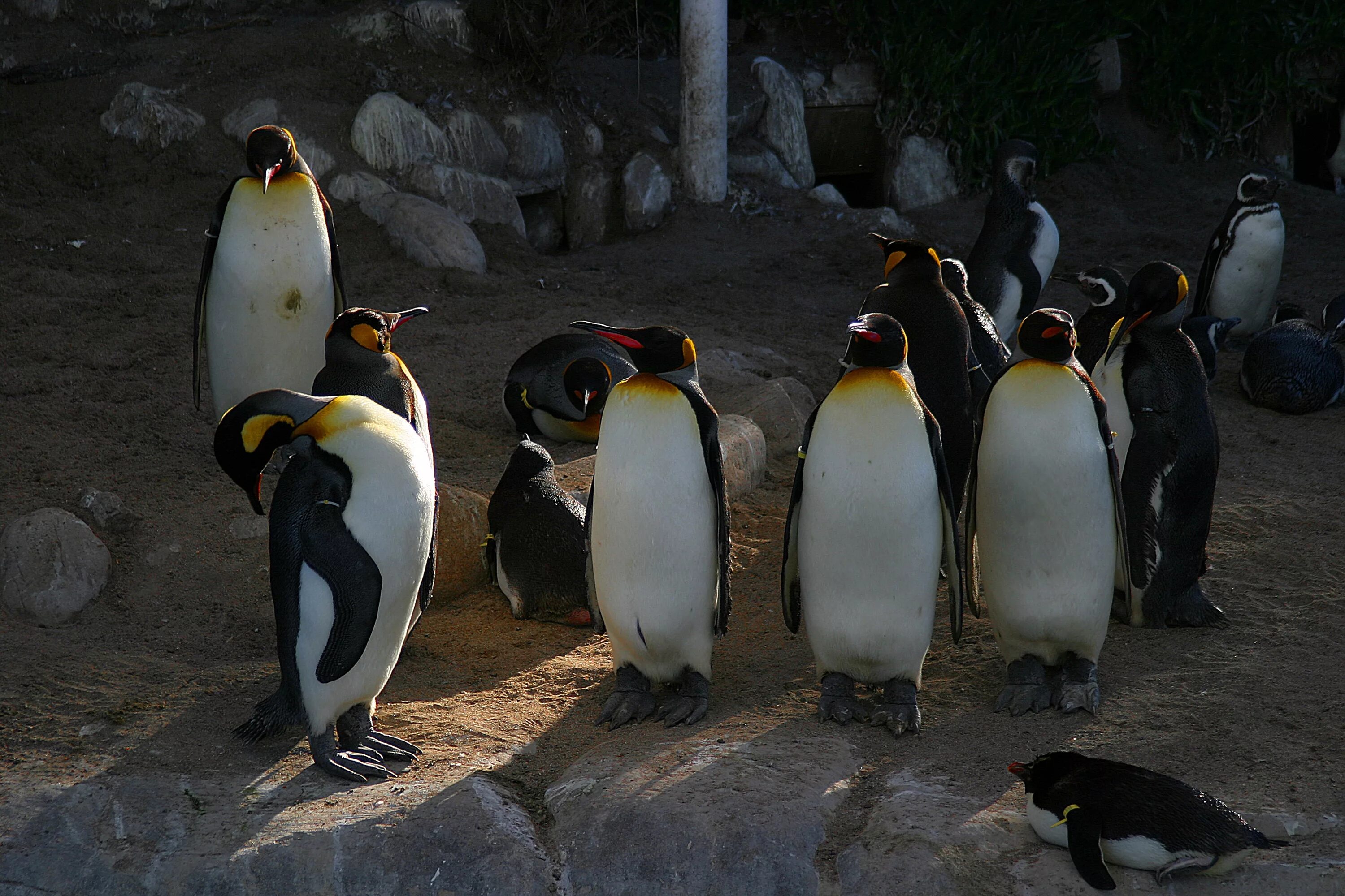 Пингвины в дикой природе. Водоплавающие птицы Пингвин. Пингвин картинка. Разные пингвины. Живой Пингвин.
